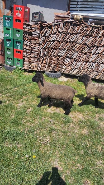 Berbecut Suffolk de vanzare