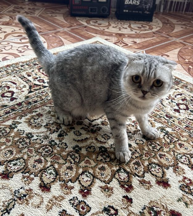 Шотландский  Котенок  Мальчик