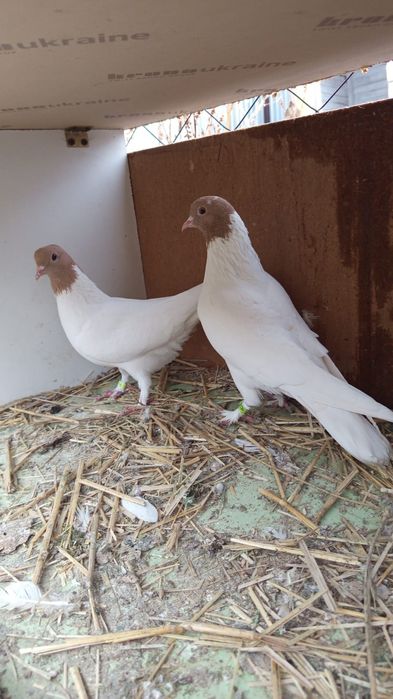 Продаются головастики