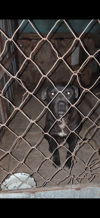 Питбуль (кобель 11 мес)