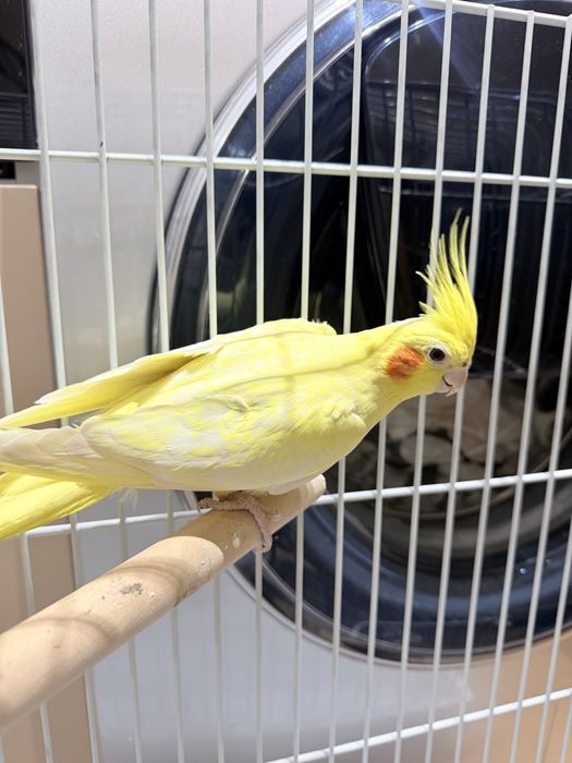 Продам попугай корелла