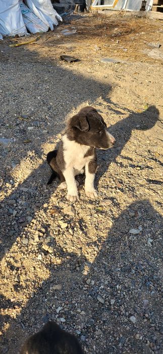 Отдам щенят в добрые руки