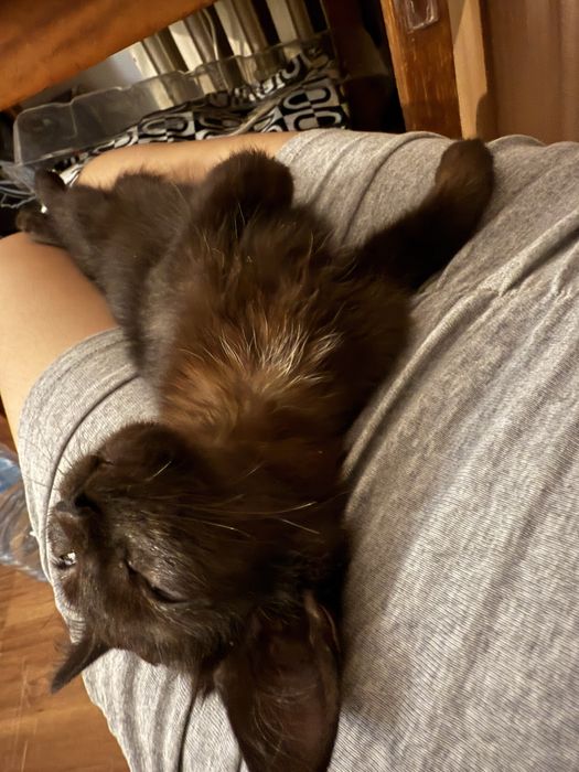 Котенок невероятно ласковая