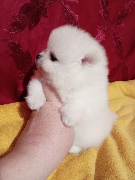 Продам щенка шпица