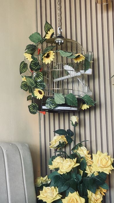 Волнистый попугай