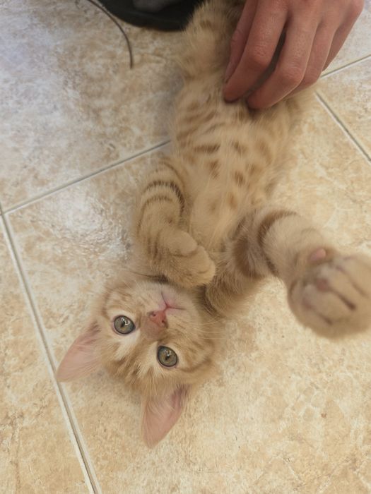 Оранжеви котенца