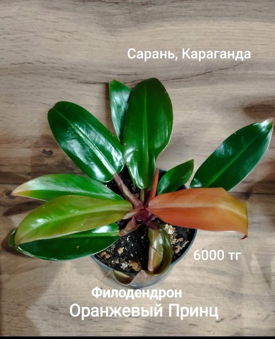 Филодендрон разный