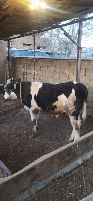 Гибрид бука сотилади