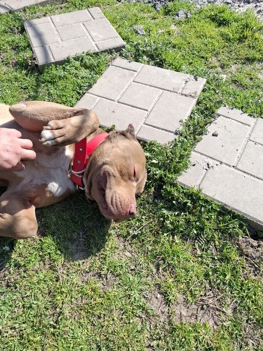 Стафорчески  териер