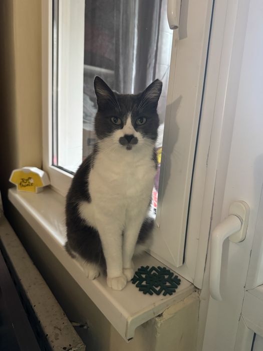 Pisica pentru adoptie