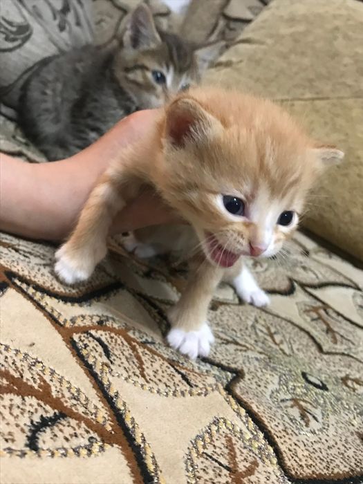 Отдам котят в добрые руки