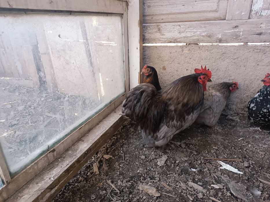 Карликтер сатылады