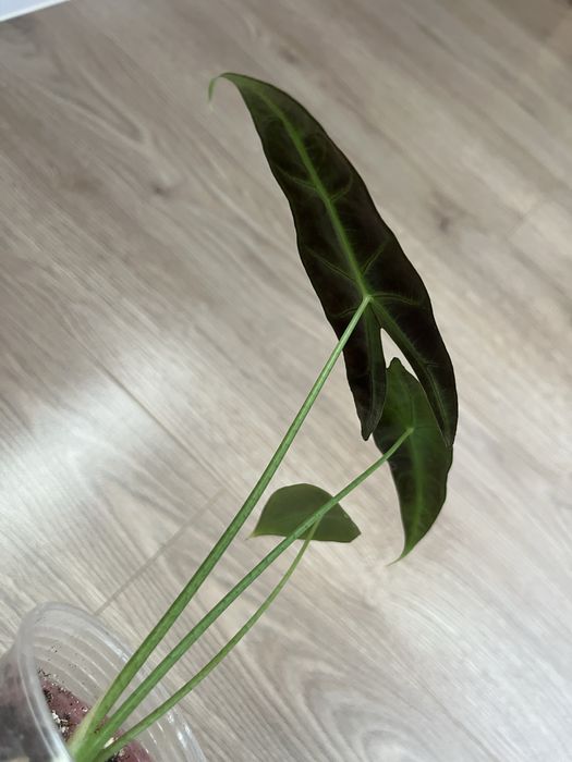 Алоказия Венти Вар., Макрориза Сплеш, Лонгилоба