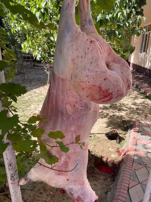 Qoy куй кой qochqorlar sotiladi 20 kg 60kg bor