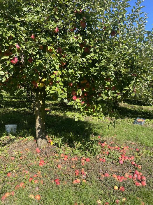 DE VÂNZARE – Casă cu teren și livadă în Săliște, comuna Băsești