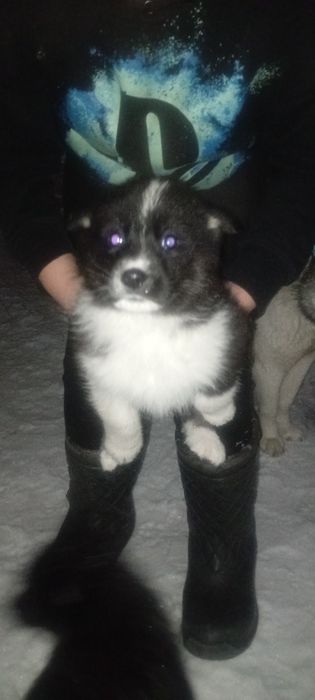 Продам щенков лайки