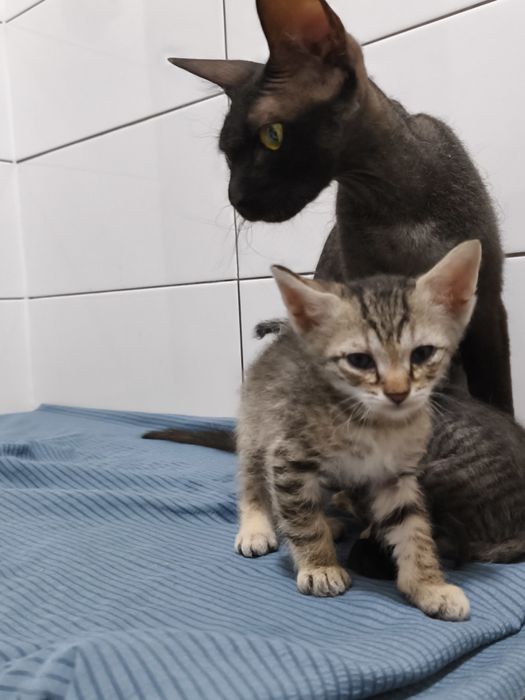 Продам Котят Сфинкса
