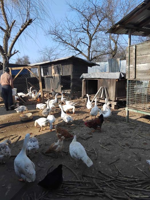 Vând gâște vi sau sacrificate