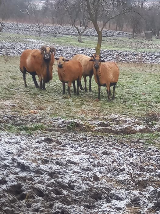 Miei de Cameruni de vanzare