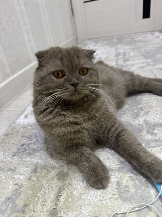 Продам кота.Самый лобрый