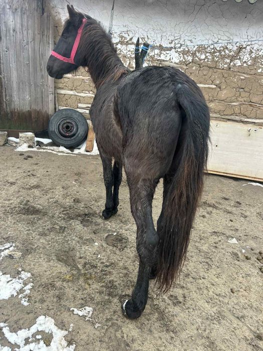 De vanzare trei cai de 3 ani si 2 ani