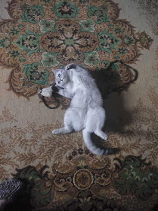 Кошка 9 месяцев.