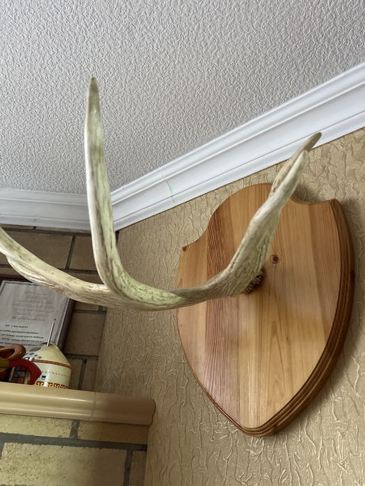 Оленьи рога для интерьра