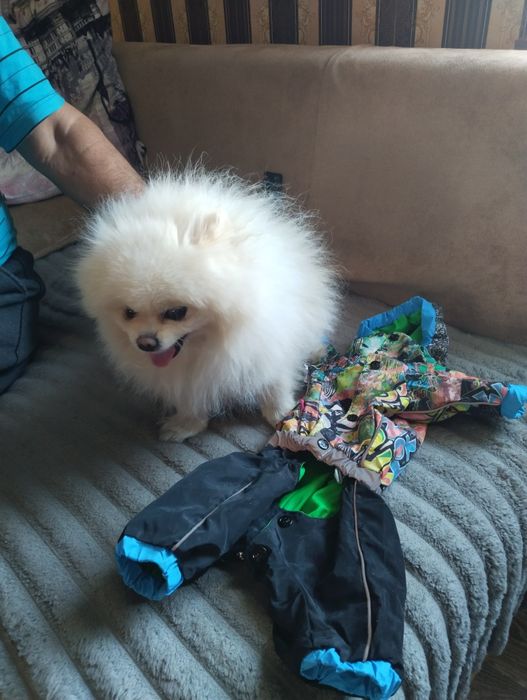 Комбинезон для шпица, новый