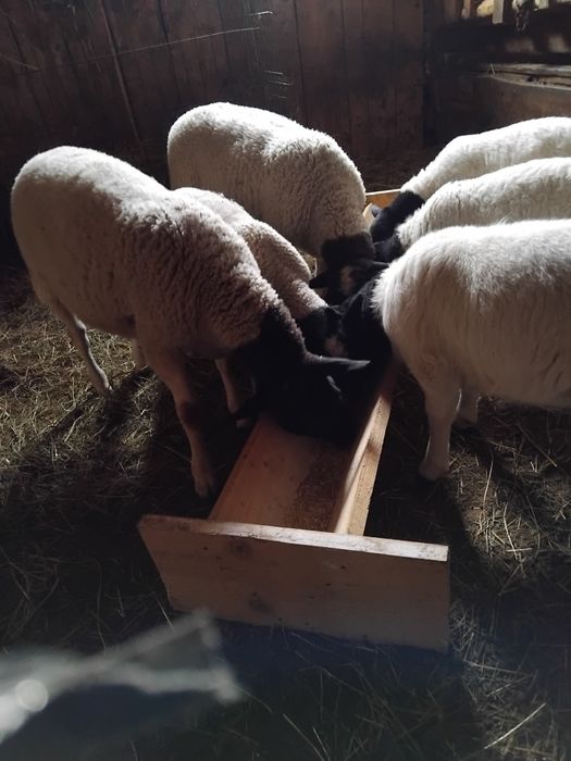 Berbecuț Dorper de vânzare