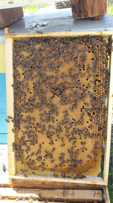 Малки пчелни семейства (отводки) 2026