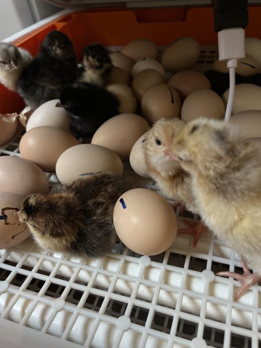 Балапандар бар сатылады 400-500 тг