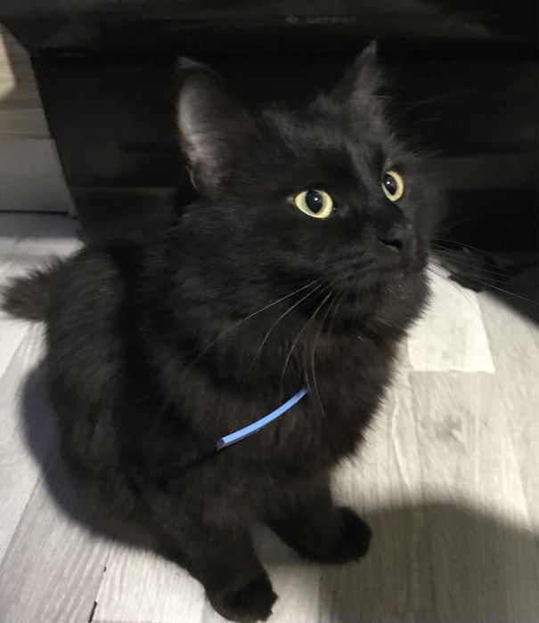 Котята из смеси полумейнкуна и британской короткошерстной кошки