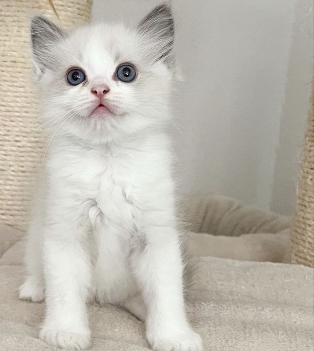 Ragdoll pufosi rasa pura