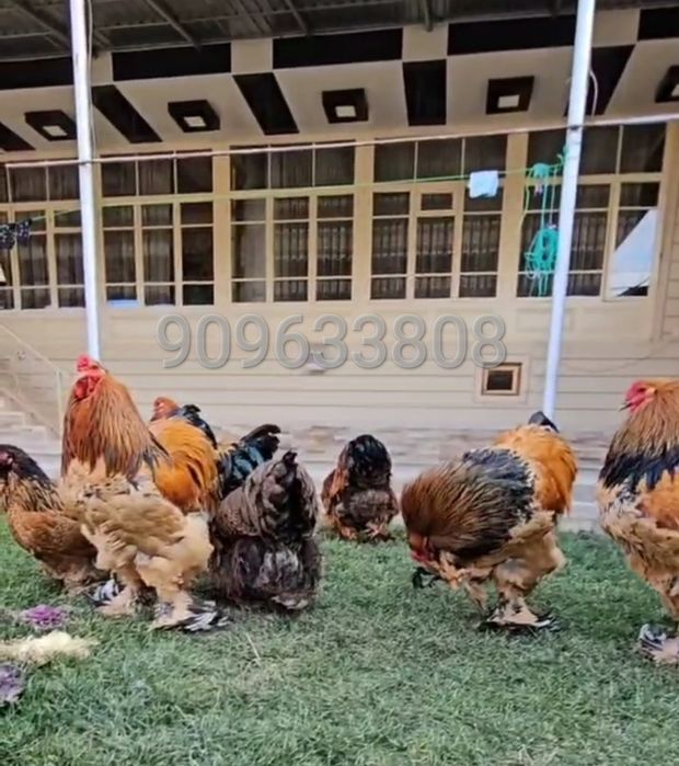 Брама палевый пух тухм жужалари сотилади