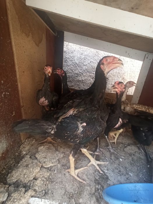 Dakan jujalar sotiladi va kurk kulangi tovuqlar xam