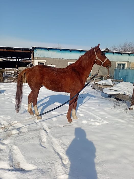 Жеребец дончак крупный