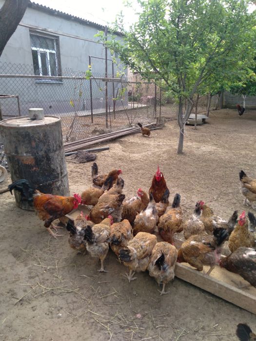 Кучинские Яйца продается