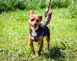 Разхождане на кучета