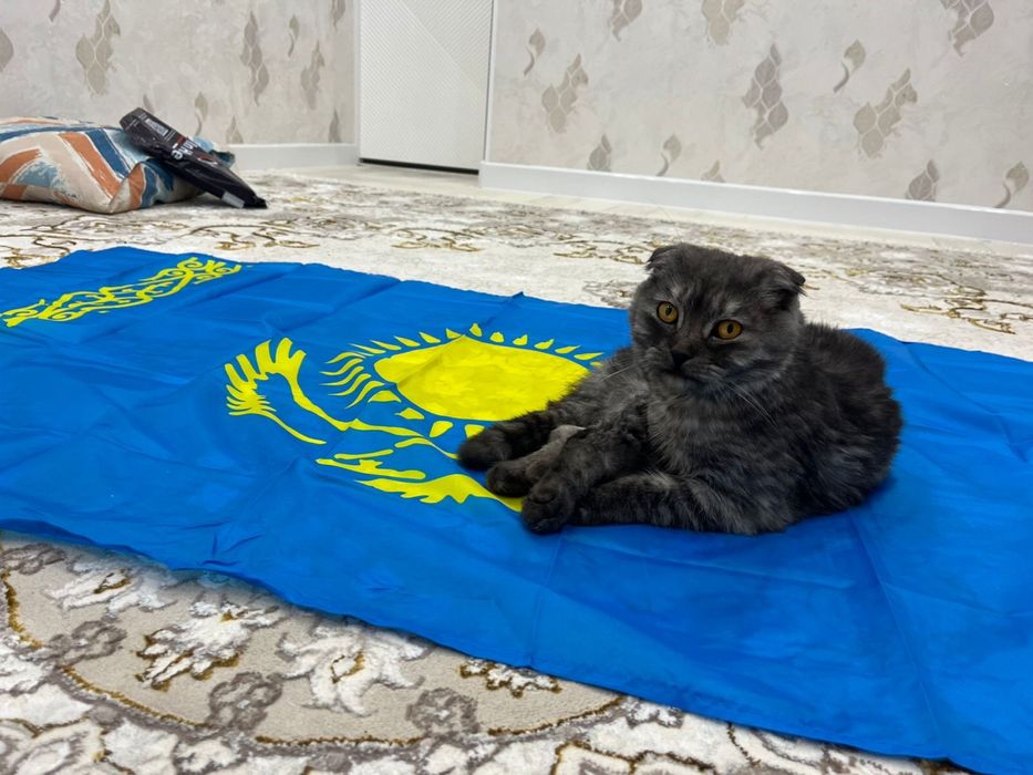 Мысык сатылады шотланский