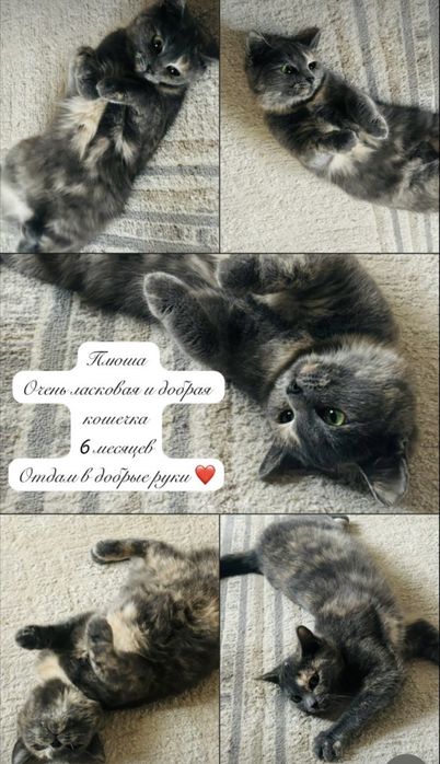 Отдам котят в добрые руки