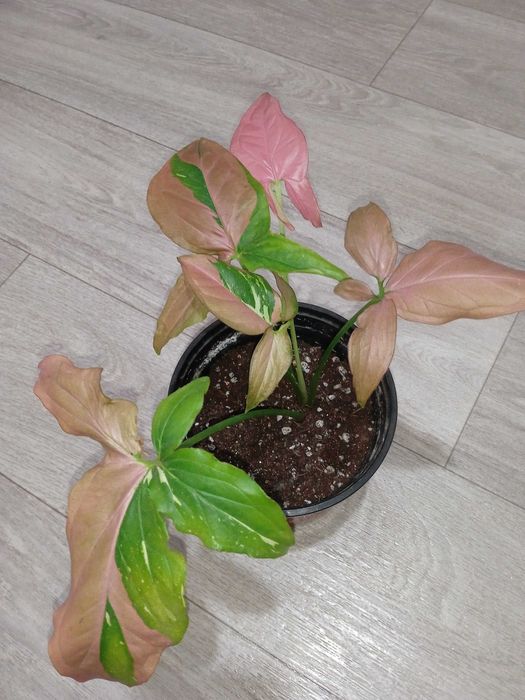 Продам комнатные растения...