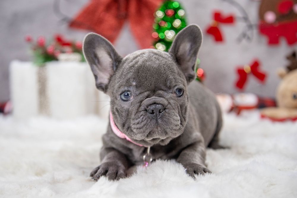 bulldog francez blue fetiță