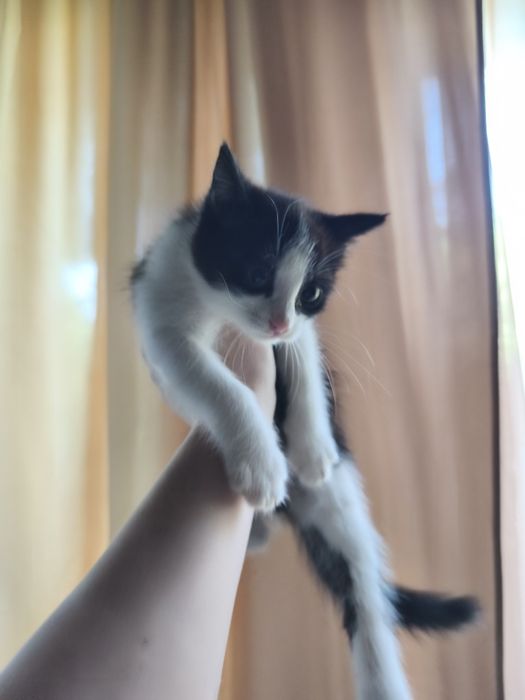 Котята бесплатно