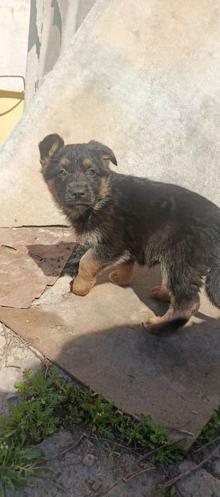 Щенки немецкой овчарки