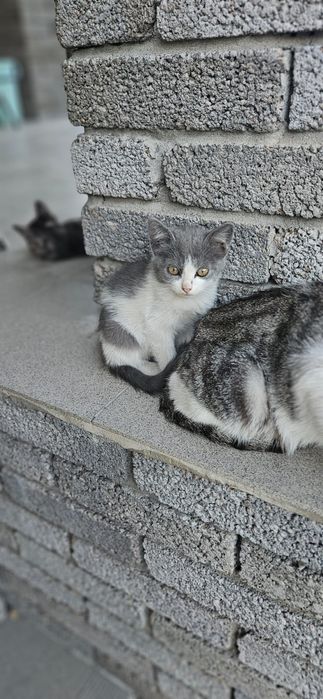 Отдам котят в хорошие руки