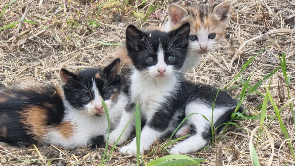 Улични малки котки