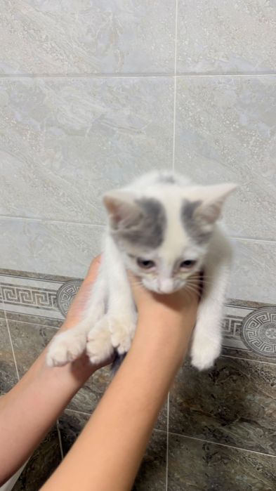 Отдам котёнка в добрые руки