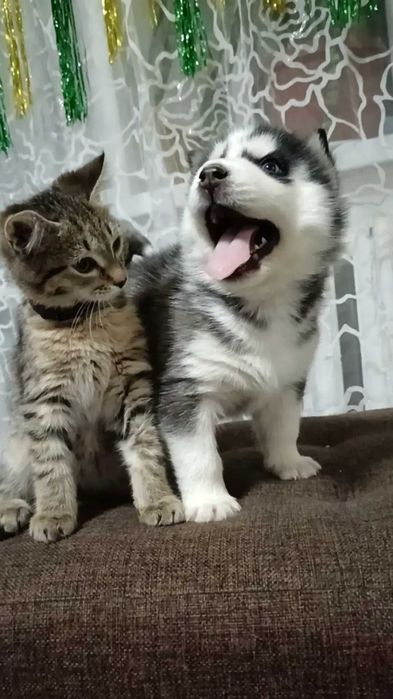 Бронь щенков "Сибирский Хаски"