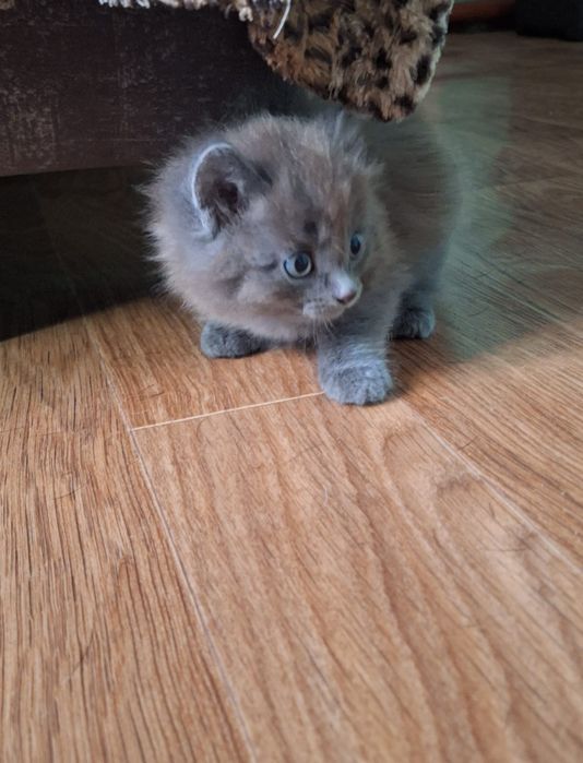 Отдам котят в добрые руки