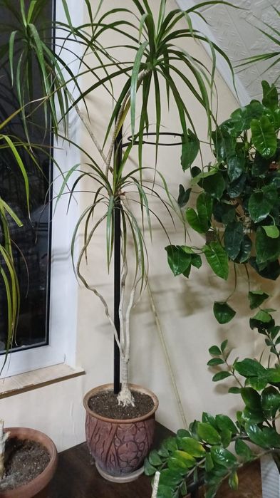 Драцена высокая.